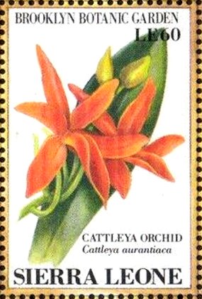 Colnect-4207-971-Cattleya-orchid-Cattley-aurantiaca.jpg