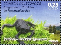 Colnect-973-194-Quito-Stubfoot-Toad-Atelopus-ignescens.jpg