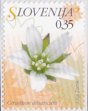 Colnect-3011-582-Flowers-of-Slovenia---Cerastium-dinaricum.jpg