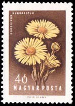 Colnect-772-610-Wild-Sunflower-Doronicum-hungaricum.jpg