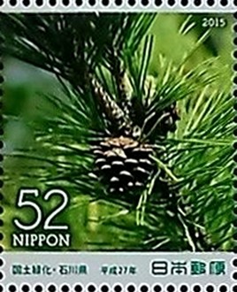 Colnect-2691-501-Japanese-black-pine.jpg
