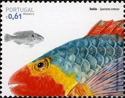 Colnect-546-874-Mediterranean-Parrotfish-Sparisoma-cretense.jpg
