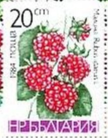 Colnect-1784-768-Raspberry-Rubus-idaeus.jpg