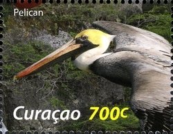 Colnect-1628-966-Peruvian-Pelican-Pelecanus-thagus-.jpg