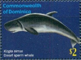 Colnect-3292-880-Dwarf-Sperm-Whale-Kogia-simus.jpg