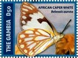 Colnect-3524-965-African-Caper-White-Belenois-aurata.jpg