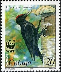 Colnect-493-522-Black-Woodpecker-Dryocopus-martius.jpg