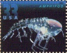 Colnect-201-508-Amphipod-Crustacean.jpg