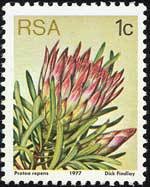 Colnect-772-835-Protea-repense.jpg