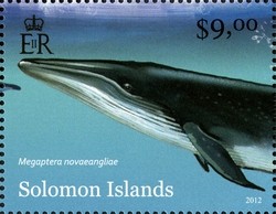 Humpback-Whale-Megaptera-novaeangliae.jpg