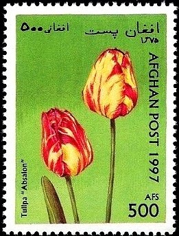 Colnect-2199-392-Tulip-Absalon-Tulipa-sp.jpg