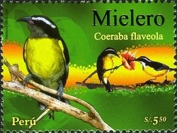 Colnect-1584-989-Bananaquit-Coereba-flaveola.jpg