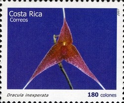 Colnect-1723-389-Dracula-inexperata.jpg