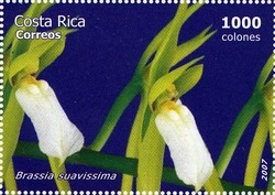 Colnect-1723-396-Brassia-suavissima.jpg
