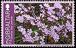 Colnect-2453-305-Gibraltar-sea-lavender.jpg