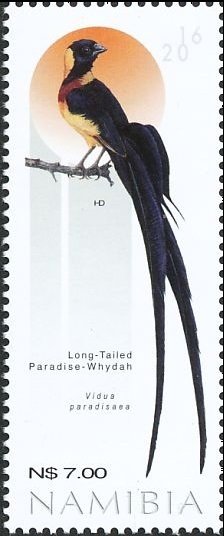 Colnect-3744-578-Long-tailed-Paradise-Whydah-Vidua-paradisaea.jpg