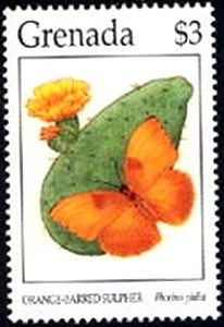 Colnect-2176-000-Orange-barred-Sulphur-Phoebis-philea.jpg
