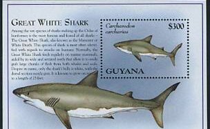 Colnect-5900-549-Great-White-Shark.jpg