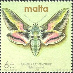 Colnect-657-483-Maltese-Spurge-Hawkmoth-Hyles-sammuti.jpg