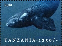 Colnect-1696-289-North-Atlantic-Right-Whale-Eubalaena-glacialis.jpg