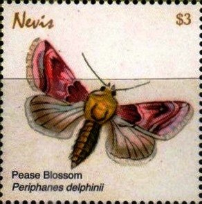 Colnect-5164-947-Periphanes-delphinii.jpg