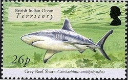 Colnect-1425-616-Grey-Reef-Shark-Carcharhinus-amblyrhynchos.jpg