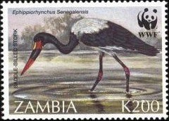 Colnect-488-957-Saddle-billed-Stork-Ephippiorhynchus-senegalensis.jpg