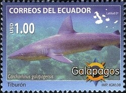 Colnect-980-600-Galapagos-Shark-Carcharhinus-galapagensis.jpg