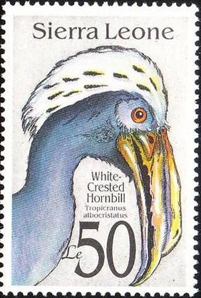 Colnect-1023-543-White-crested-Hornbill-Tropicranus-albocristatus.jpg