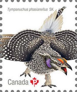 Colnect-3643-908-Sharp-tailed-Grouse-Tympanuchus-phasianellus.jpg