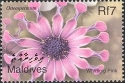 Colnect-961-890-Flowers---Whirligig-Pink.jpg