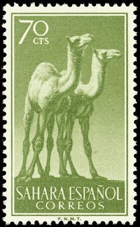 Colnect-1399-270-Dromedary-Camelus-dromedarius.jpg