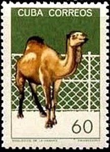 Colnect-1974-013-Dromedary-Camelus-dromedarius.jpg