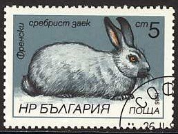Colnect-995-290-French-Silver-Rabbit-Oryctolagus-cuniculus-forma-domestica.jpg