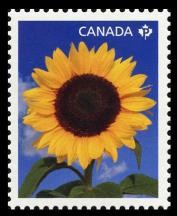 Colnect-2267-146-Sunflower--quot-Sunbright-quot-.jpg