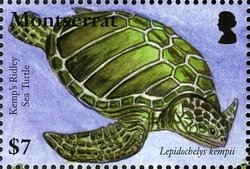 Colnect-1524-190-Kemp-s-Ridley-Sea-Turtle-Lepidochelys-kempii.jpg
