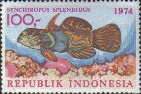 Colnect-1137-357-Mandarinfish-Synchiropus-splendidus.jpg