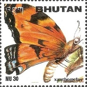 Colnect-2099-435-Yellow-legged-Tortoiseshell-Butterfly-Nymphalis-xanthomelas.jpg