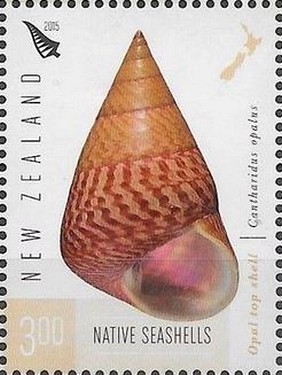 Colnect-2699-830-Opal-Top-Shell-Cantharidus-opalus.jpg