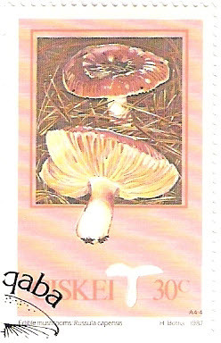 Colnect-2797-721-Edible-Mushrooms-Russula-capensis.jpg