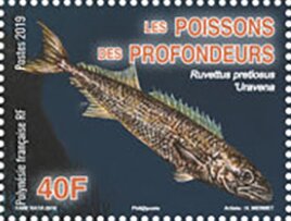 Colnect-6165-431-Oilfish-Ruvettus-pretiosus.jpg