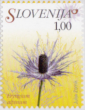 Colnect-3011-588-Flowers-of-Slovenia---Eryngium-alpinum.jpg