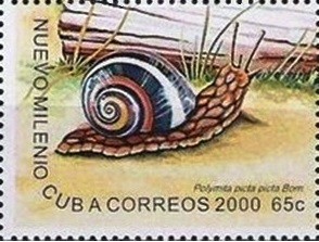 Colnect-2110-454-Cuban-Land-Snail-Polymita-picta-picta.jpg