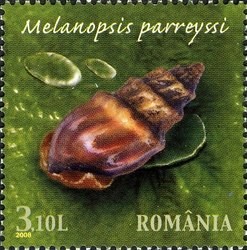 Colnect-763-021-Freshwater-Snail-Melanopsis-parreyssi.jpg