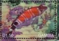 Colnect-4896-579-Spotted-hawkfish.jpg