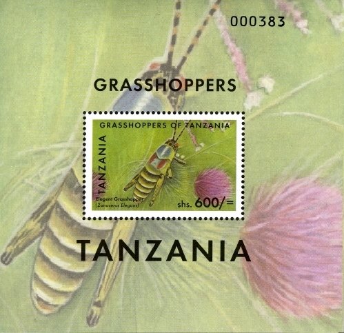 Colnect-1696-308-Elegant-Grasshopper-Zonocerus-elegans.jpg