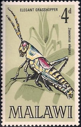 Colnect-2303-271-Elegant-Grasshopper-Zonocerus-elegans.jpg