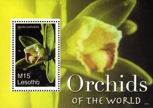 Colnect-1618-716-Orchids---Vanilla-barbellata.jpg