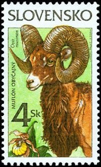 Colnect-2988-332-Animals-Mouflon-Ovis-musimon.jpg