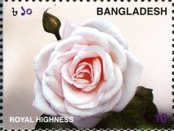 Colnect-958-928-Roses---Royal-Highness.jpg